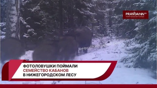 Лесные хроники: в объектив фотоловушки попало целое семейство кабанов!