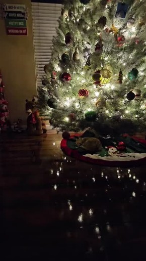 Особенно сладкие сны приходят после осознания, что завтра — всё ещё не надо на работу