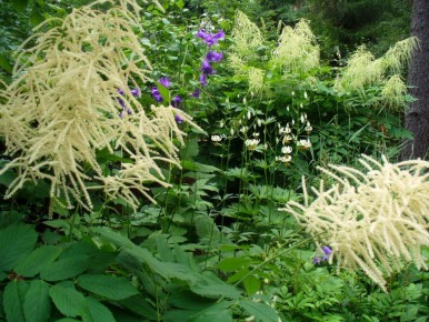 Как многолетники-гиганты способны преобразить ваш сад за один сезон